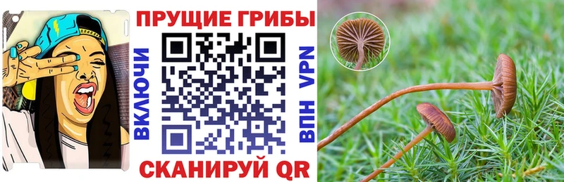 Галлюциногенные грибы прущие грибы  как найти   гидра tor  Никольское 